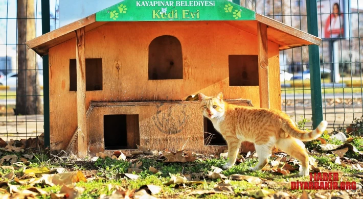 Sokak Hayvanlarına Hizmeti Aksatmadılar