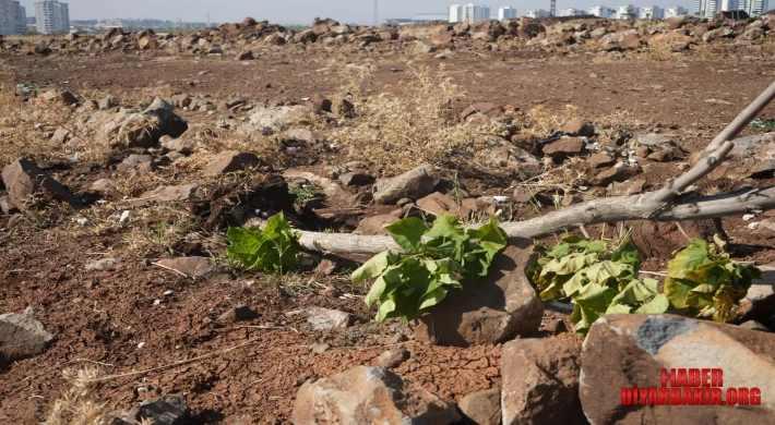 Kayapınar’da Ağaç Katliamı