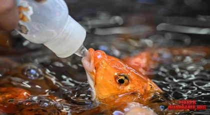 Baby Fish’ler Kapanıyor; Koi Balıkları İçin Yaşam Alanı Aranıyor
