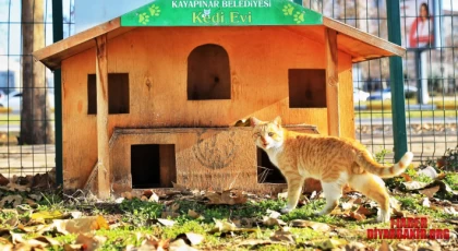 Sokak Hayvanlarına Hizmeti Aksatmadılar