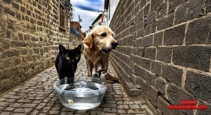 Dostlarımız İçin Bir Kap Su!