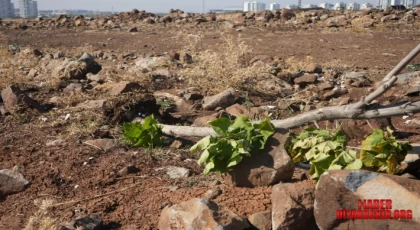 Kayapınar’da Ağaç Katliamı