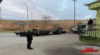 Siirt Hayvan Pazarı Yeniden Hizmete Açıldı!