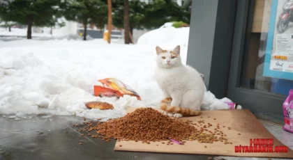 Karlı Havada Can Dostları Unutulmadı